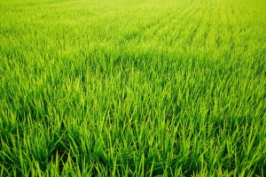 農作業、田植までのお手伝い急募！<氷見市>
